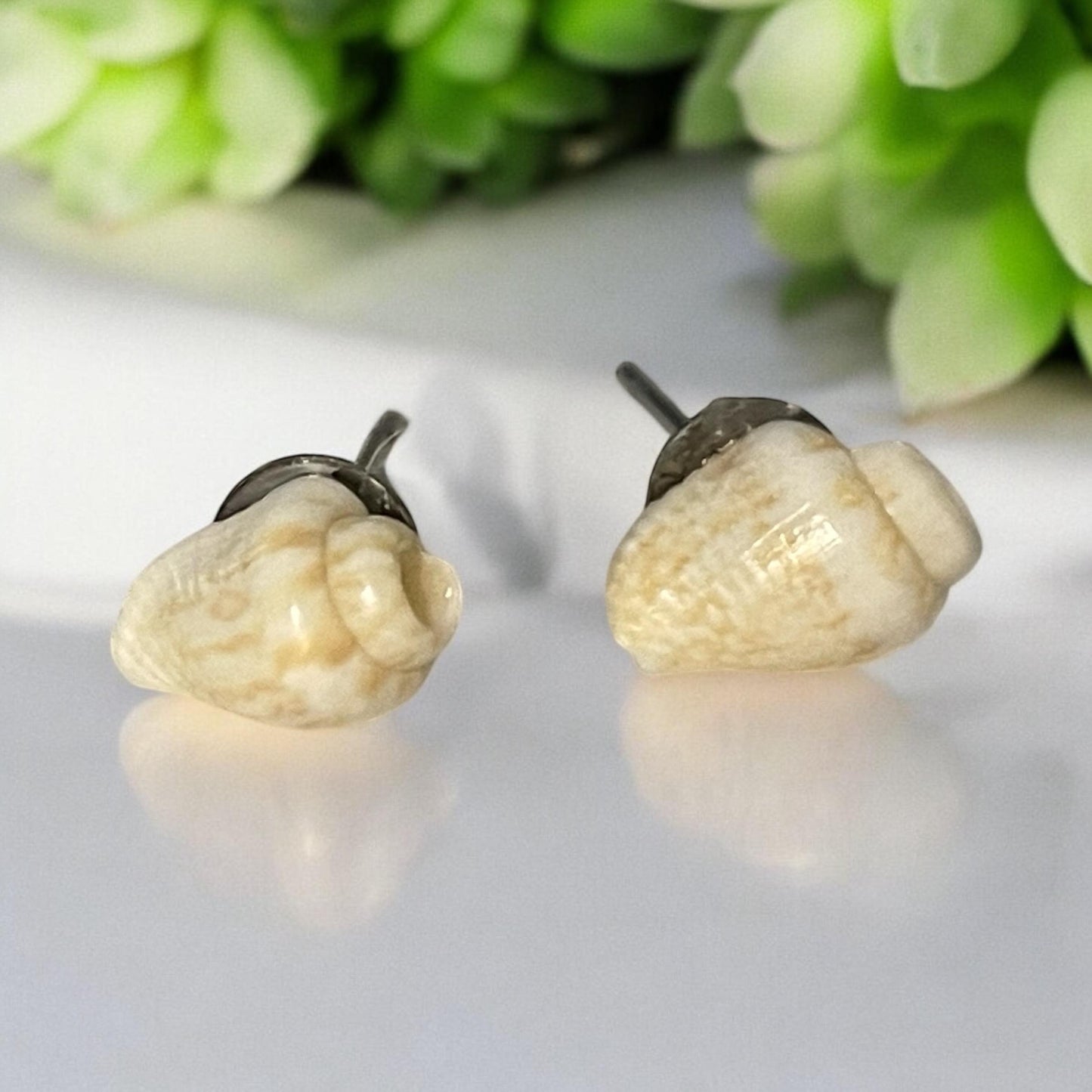 Small shell stud earrings