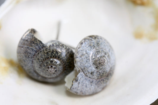 Tiny vintage shell stud earrings
