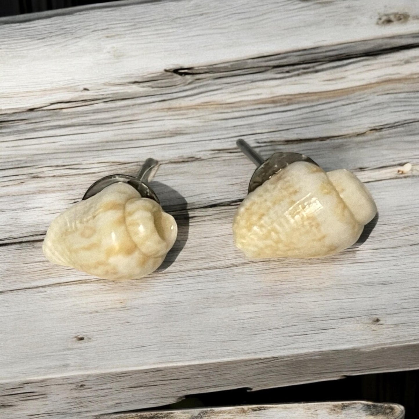 Small shell stud earrings