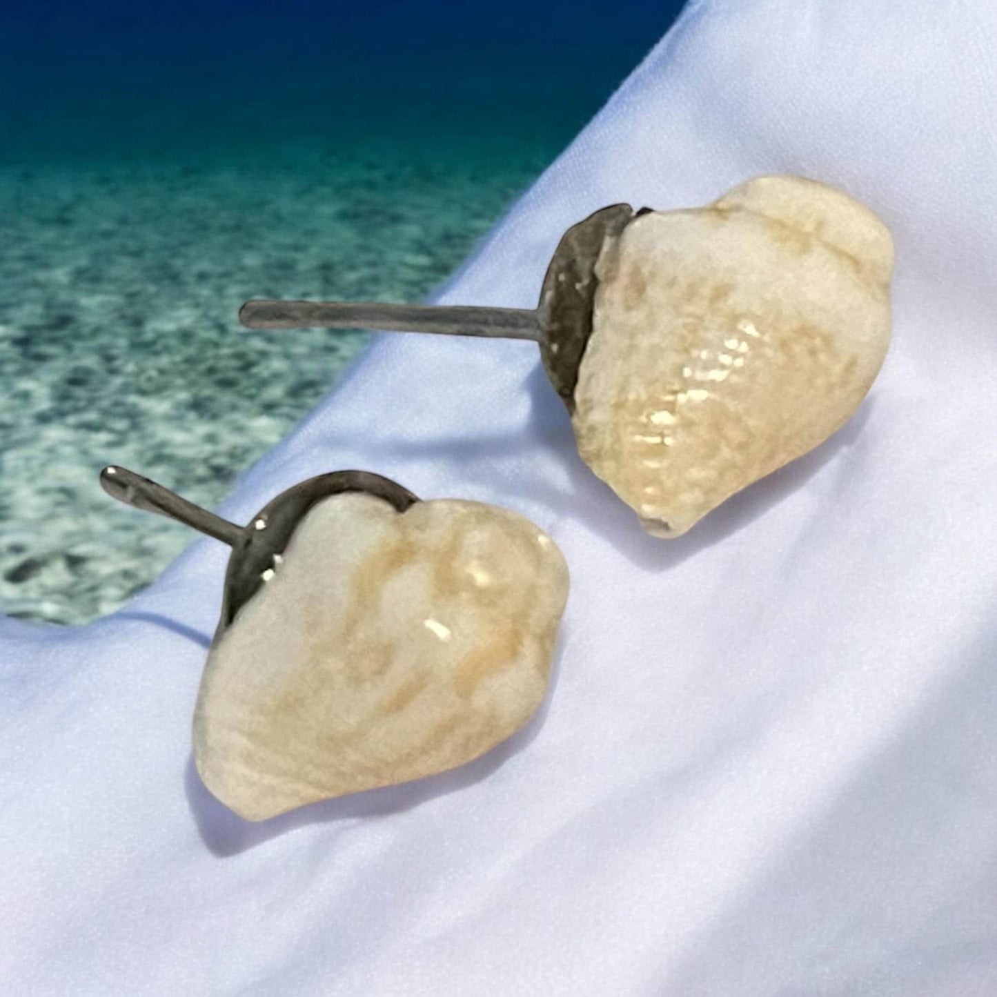 Small shell stud earrings