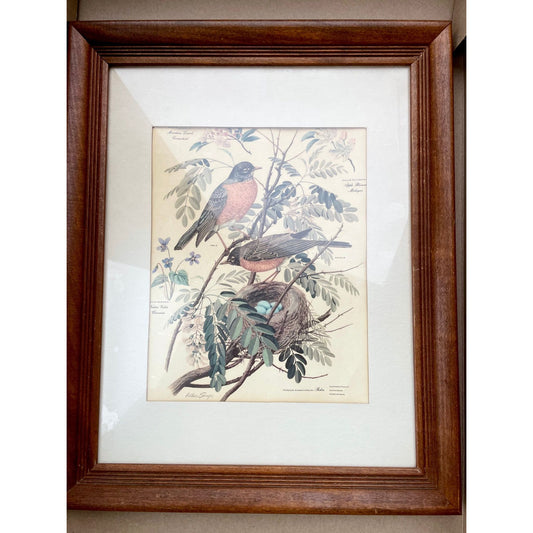 Arthur Singer framed vintage print - birds, leaves, birds nest - wood frame with glass