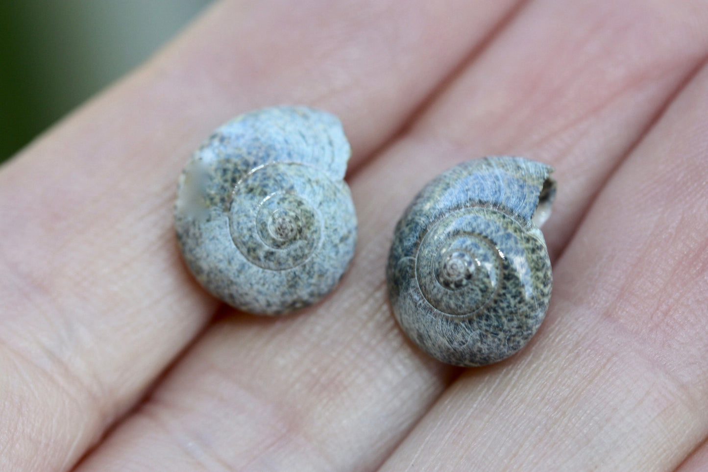 Tiny vintage shell stud earrings