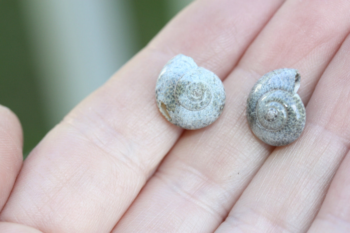 Tiny vintage shell stud earrings
