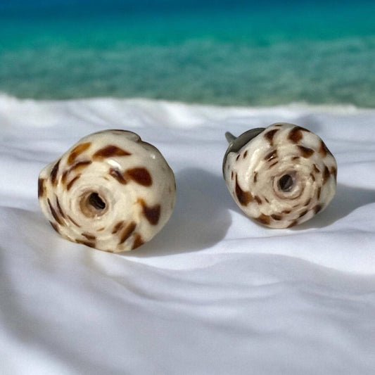 Small shell stud earrings