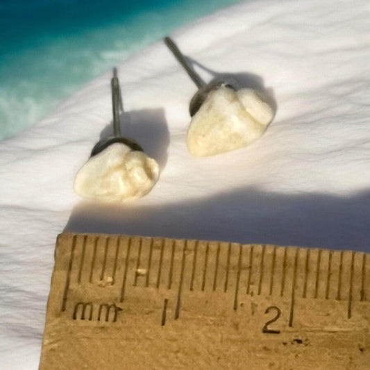 Small shell stud earrings