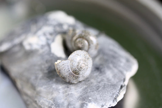 Tiny vintage shell stud earrings